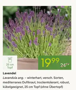 Pflanzen Kölle Lavendel Angebot