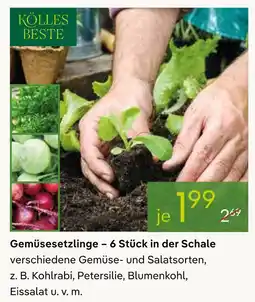Pflanzen Kölle Kölles beste gemüsesetzlinge – 6 stück in der schale Angebot