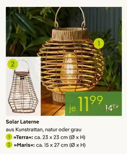 Pflanzen Kölle Solar laterne Angebot