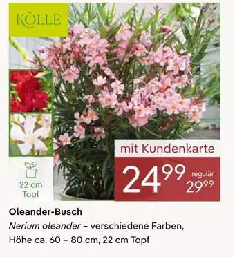 Pflanzen Kölle Kölle oleander-busch Angebot