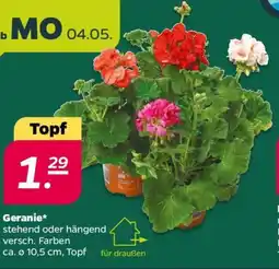 NETTO Geranie Angebot