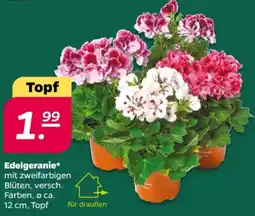 NETTO Edelgeranie Angebot