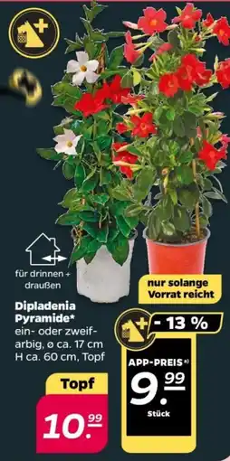NETTO Dipladenia Pyramide Angebot