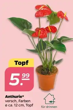 NETTO Anthurie Angebot
