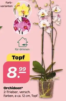 NETTO Orchideen Angebot