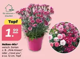 NETTO Nelken-Mix Angebot