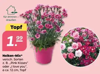 Netto Nelken-Mix Angebot