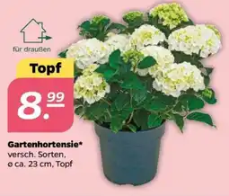NETTO Gartenhortensie Angebot