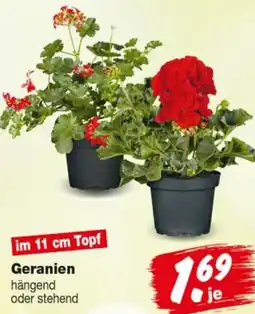 Repo Markt Geranien Angebot