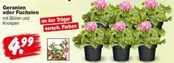 Repo Markt Geranien oder Fuchsien Angebot
