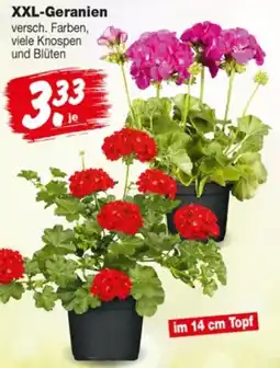Repo Markt XXL-Geranien Angebot