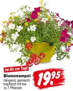 Repo Markt Blumenampel Angebot