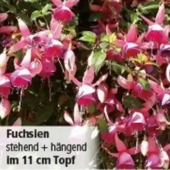 Multi Markt Fuchsien Angebot