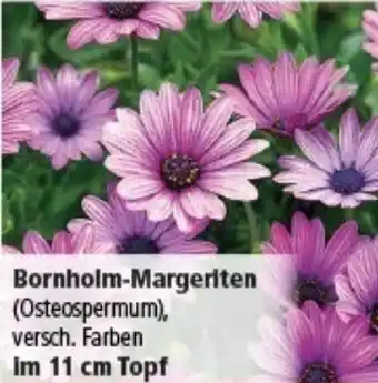 Multi Markt Bornholm-Margeriten Angebot