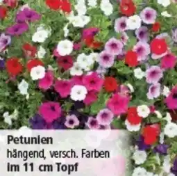 Multi Markt Petunien Angebot