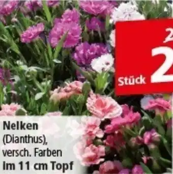 Multi Markt Nelken Angebot