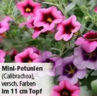 Multi Markt Mini-Petunien Angebot