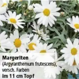 Multi Markt Margeriten Angebot
