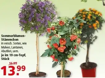 Multi Markt Sommerblumen Stämmchen Angebot