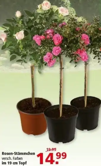 Multi Markt Rosen-Stämmchen Angebot