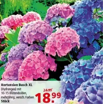 Multi Markt Hortensien Busch XL Angebot