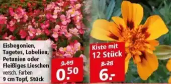 Multi Markt Eisbegonien, Tagetes, Lobelien, Petunien oder Fleißiges Lieschen Angebot