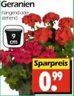 Wreesmann Geranien Angebot