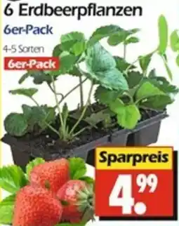 Wreesmann 6 Erdbeerpflanzen Angebot