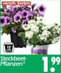 Wreesmann Steckbeet Pflanzen Angebot