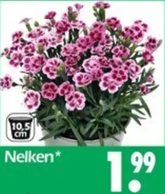 Wreesmann Nelken Angebot