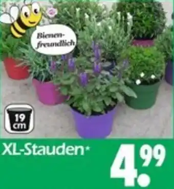Wreesmann XL-Stauden Angebot