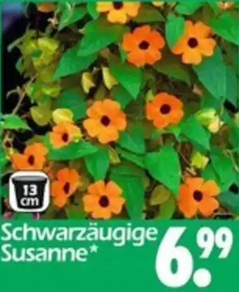 Wreesmann Schwarzäugige Susanne Angebot