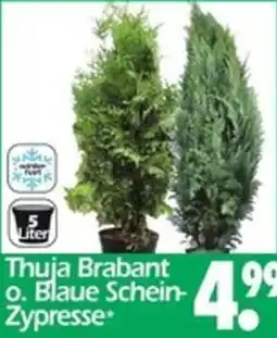 Wreesmann Thuja Brabant o. Blaue Schein Zypresse Angebot