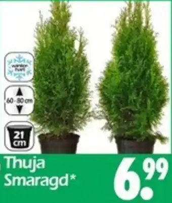 Wreesmann Thuja Smaragd Angebot