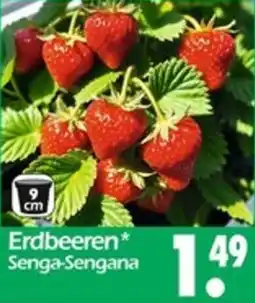 Wreesmann Erdbeeren Angebot