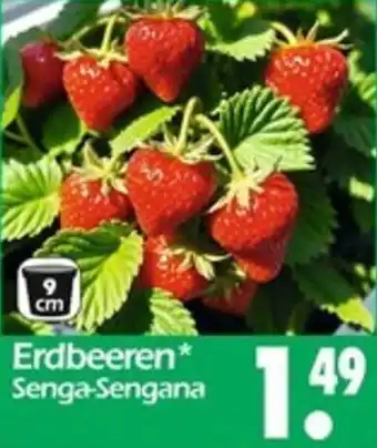 Wreesmann Erdbeeren Angebot