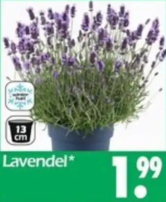 Wreesmann Lavendel Angebot