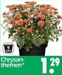 Wreesmann Chrysanthemen Angebot
