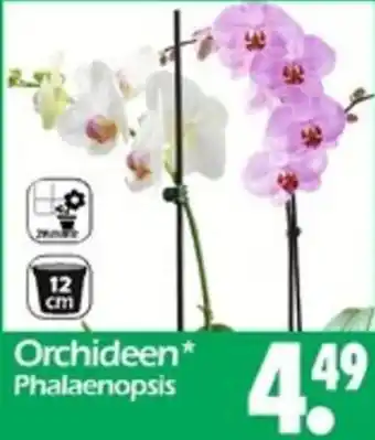 Wreesmann Orchideen Angebot