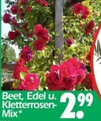 Wreesmann Beet, Edel u. Kletterrosen Mix Angebot