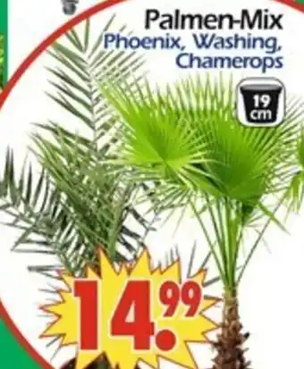 Wreesmann Palmen-Mix Angebot
