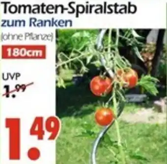 Wreesmann Tomaten-Spiralstab Angebot