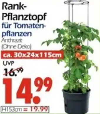 Wreesmann Rank Pflanztopf Angebot
