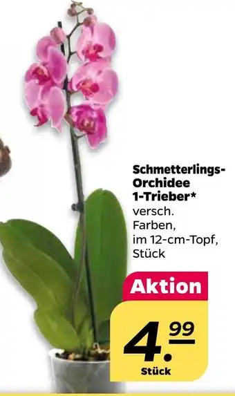 NETTO Schmetterlings-Orchidee 1 Trieber Angebot