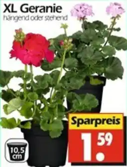 Wreesmann XL Geranie Angebot