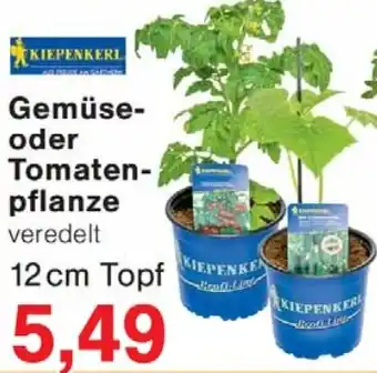 Wiglo Wunderland KIEPENKERL Gemüse- oder Tomatenpflanze Angebot