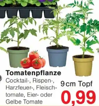 Wiglo Wunderland Tomatenpflanze Angebot