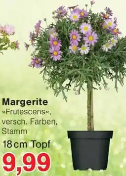 Wiglo Wunderland Margerite Angebot