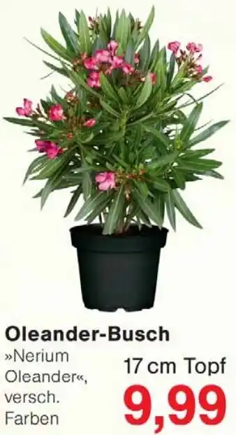 Wiglo Wunderland Oleander-Busch Angebot