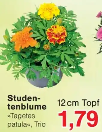 Wiglo Wunderland Studentenblume Angebot